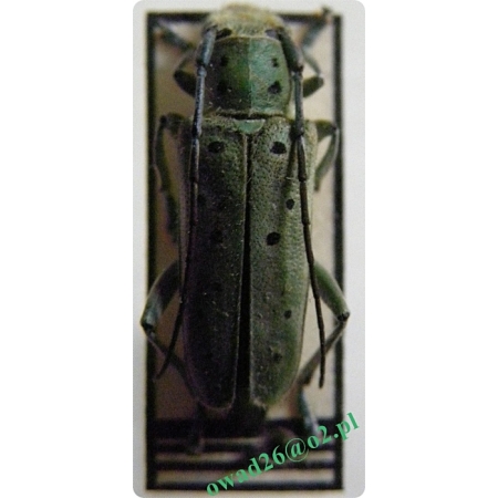 Saperda punctata (Linnaeus, 1767) Rzemlik kropkowany, rz. wiązowiec